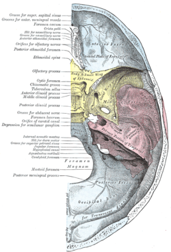Carotid Foramen Skull