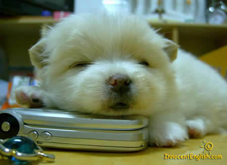 Cute Fluffy Puppies