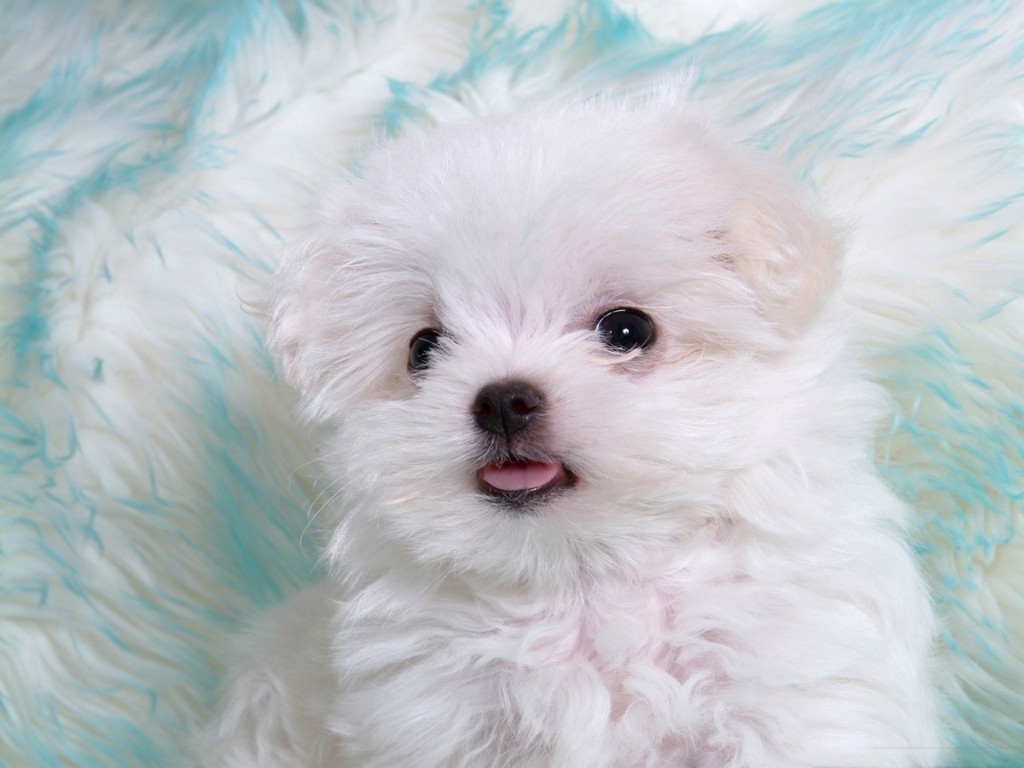 Cute Fluffy Puppies